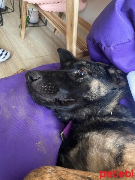 Alman Çoban Köpeği, Köpek  Riya fotoğrafı