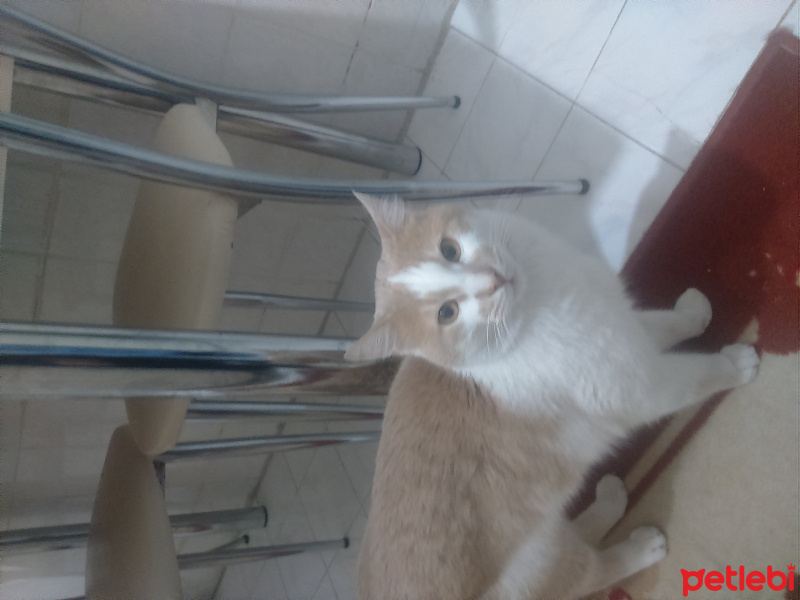 Tekir Kedi, Kedi  Prens fotoğrafı