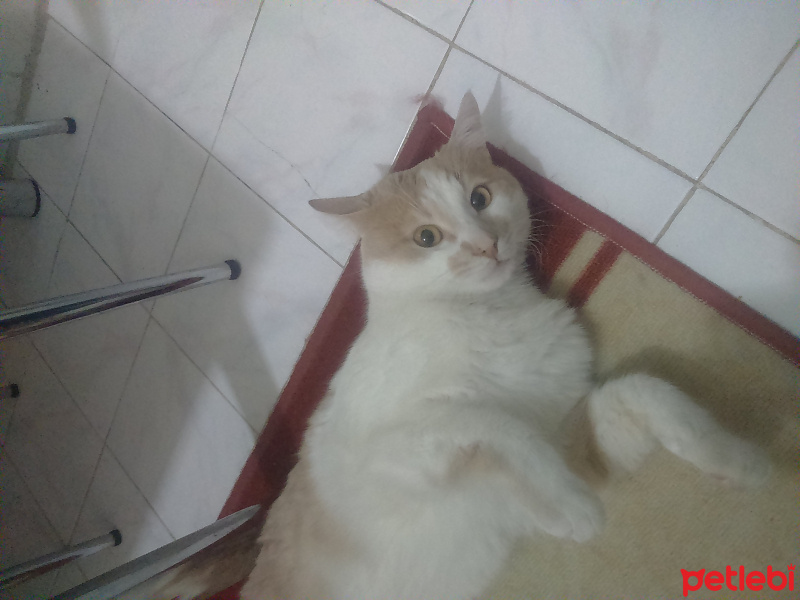 Tekir Kedi, Kedi  Prens fotoğrafı