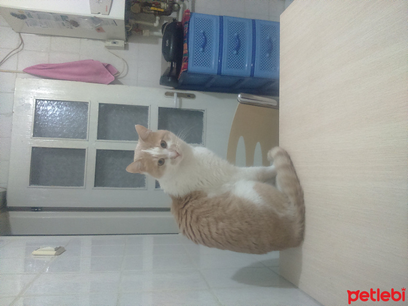 Tekir Kedi, Kedi  Prens fotoğrafı