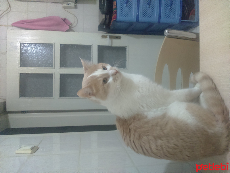 Tekir Kedi, Kedi  Prens fotoğrafı