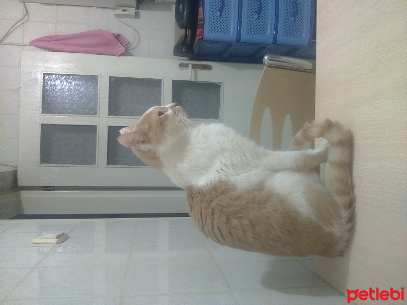 Tekir Kedi, Kedi  Prens fotoğrafı