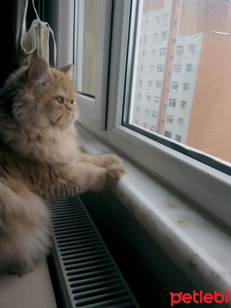 Chinchilla, Kedi  Miya fotoğrafı
