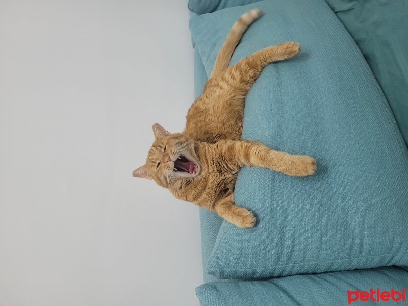 Sarman, Kedi  Ginger fotoğrafı