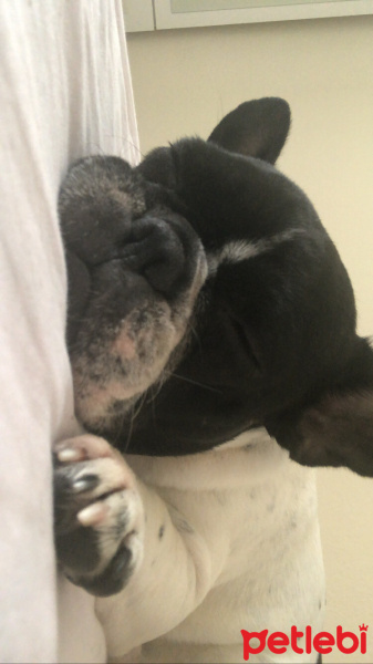 Fransız Bulldog, Köpek  Venüs fotoğrafı