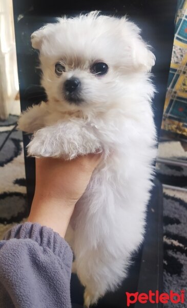 Maltese, Köpek  Mila fotoğrafı