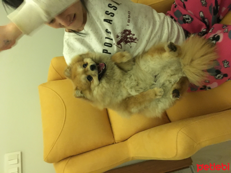 Pomeranyalı, Köpek  Zenit fotoğrafı