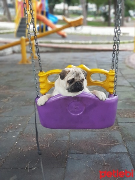 Pug, Köpek  Ares fotoğrafı