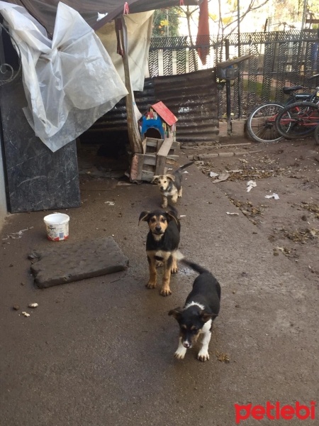 Alman Çoban Köpeği, Köpek  İşim yok fotoğrafı