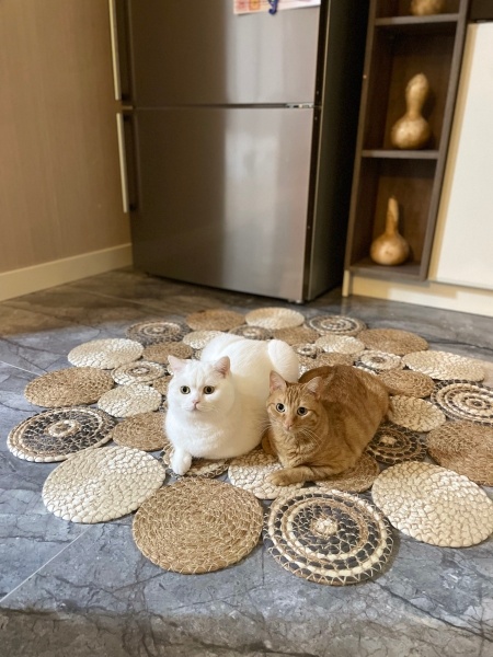 British Shorthair, Kedi  GANDALF fotoğrafı