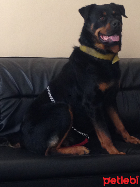 Rottweiler, Köpek  POYRAZ fotoğrafı