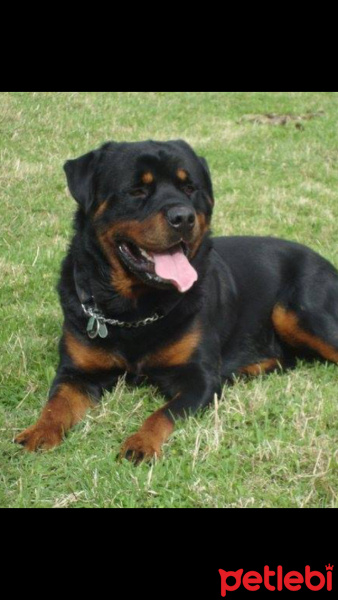Rottweiler, Köpek  POYRAZ fotoğrafı