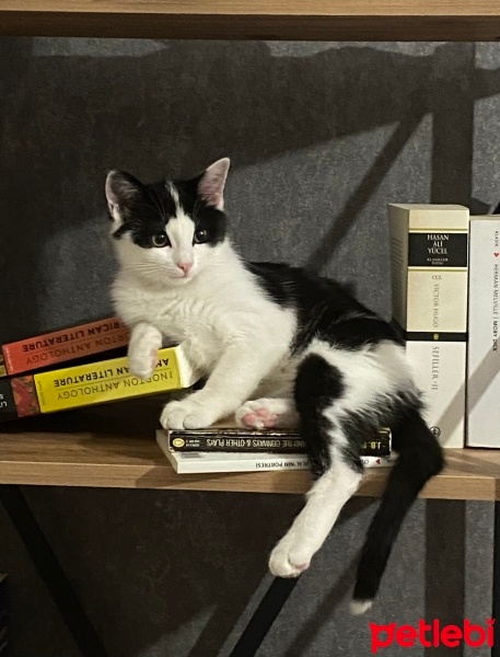Tekir Kedi, Kedi  Mıstık fotoğrafı