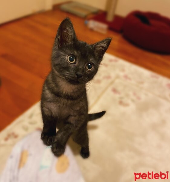 Tekir Kedi, Kedi  Phoebe fotoğrafı