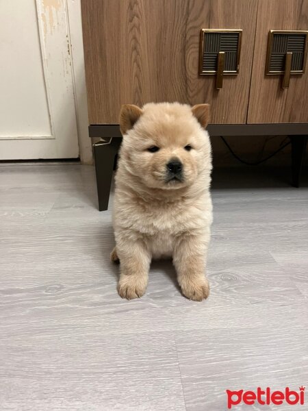 Chow Chow (çin Aslanı), Köpek  Lucy fotoğrafı