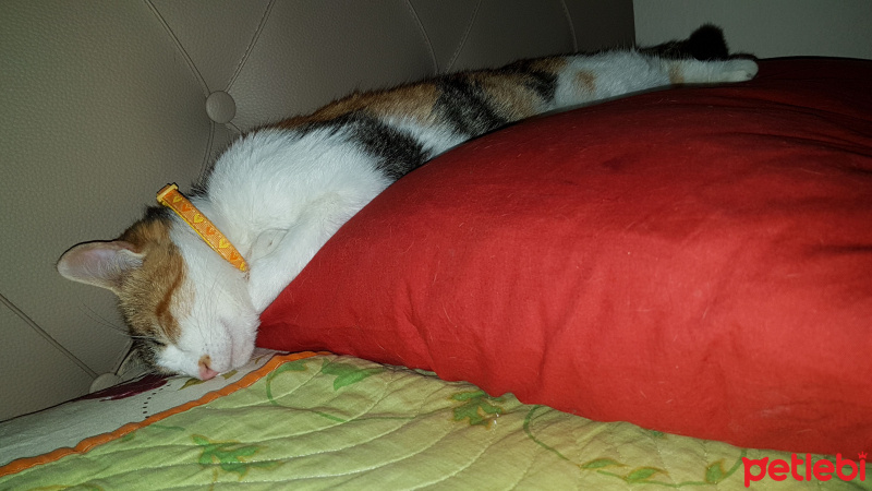 Tekir Kedi, Kedi  Şımarık fotoğrafı