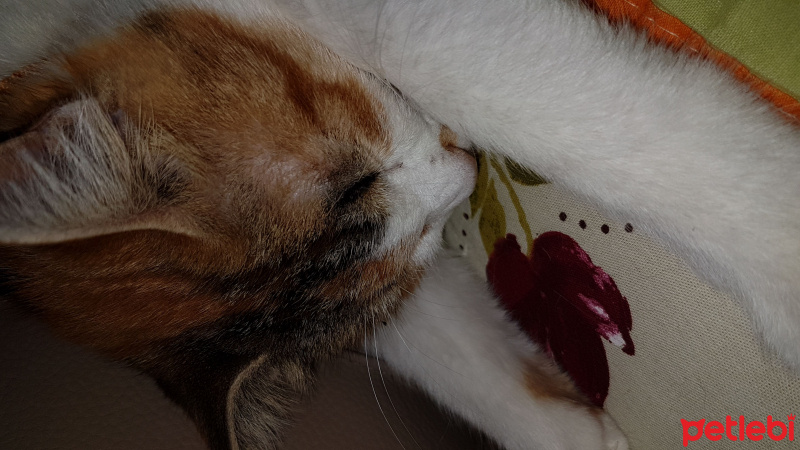 Tekir Kedi, Kedi  Şımarık fotoğrafı