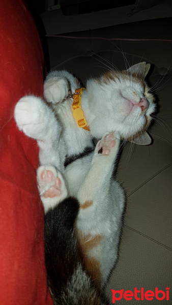 Tekir Kedi, Kedi  Şımarık fotoğrafı