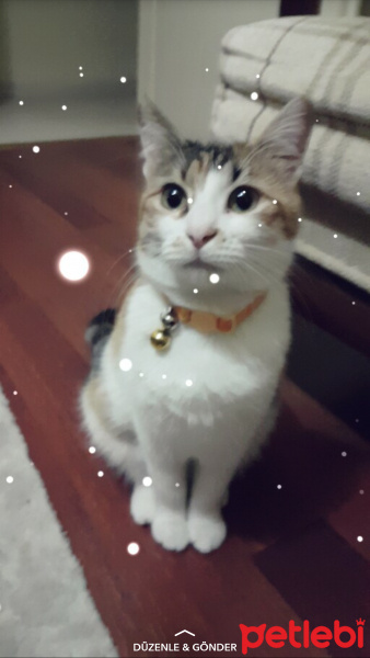 Tekir Kedi, Kedi  Şımarık fotoğrafı