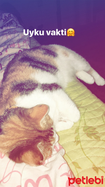 Tekir Kedi, Kedi  Şımarık fotoğrafı