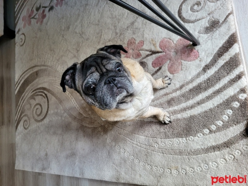 Pug, Köpek  BOBO fotoğrafı