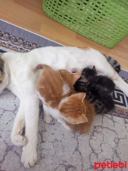 Tekir Kedi, Kedi  Pamuk fotoğrafı