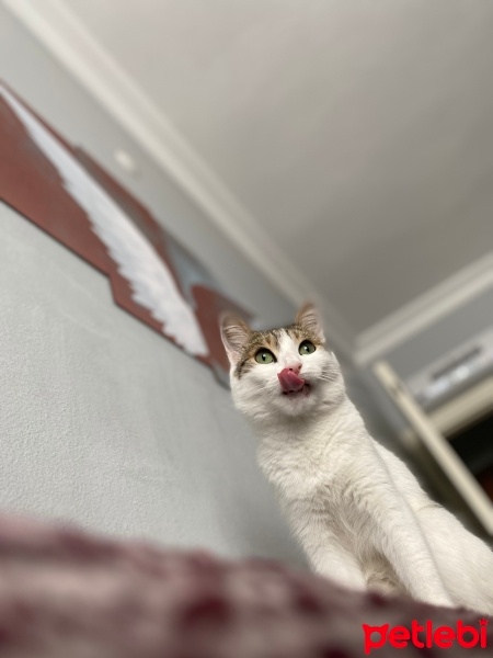 Tekir Kedi, Kedi  Pamuk fotoğrafı