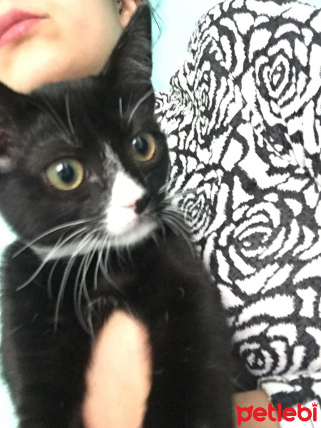 Tekir Kedi, Kedi  Mars fotoğrafı