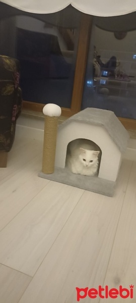 Van Kedisi, Kedi  Bihter fotoğrafı