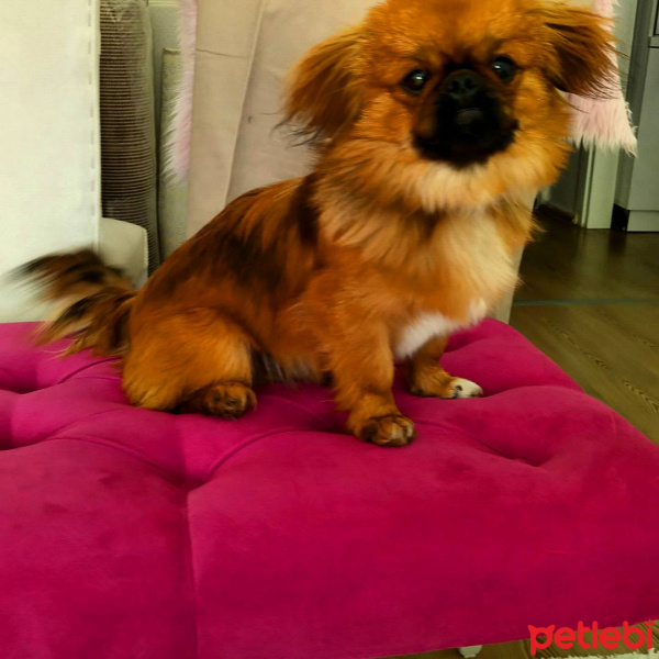 Pekingese, Köpek  Bıdık fotoğrafı