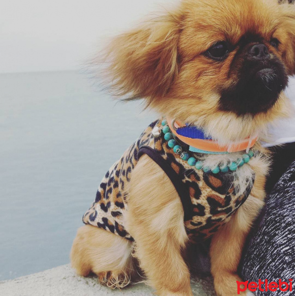Pekingese, Köpek  Bıdık fotoğrafı