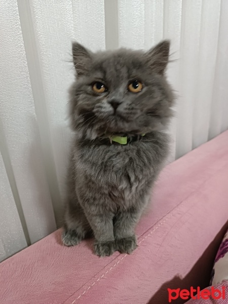 British Shorthair, Kedi  Pamuk fotoğrafı