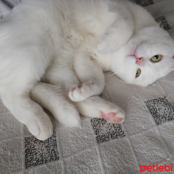 British Shorthair, Kedi  Köpük fotoğrafı