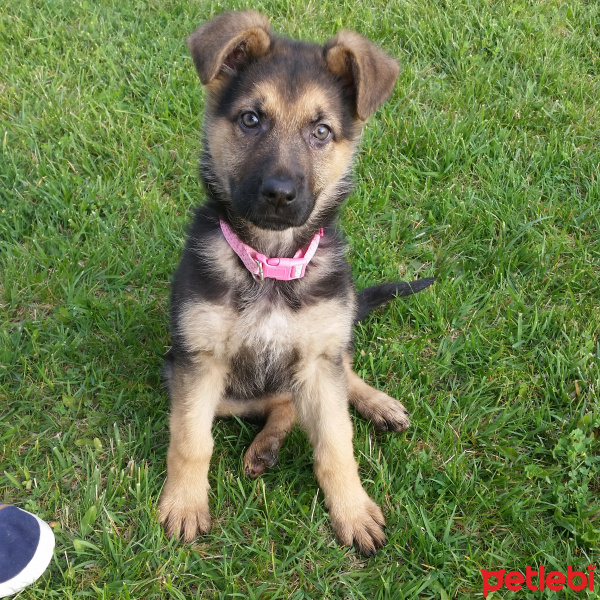 Alman Çoban Köpeği, Köpek  Oscar fotoğrafı