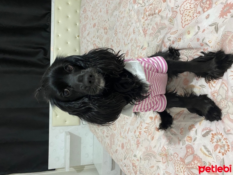 Amerikan Cocker Spaniel, Köpek  Şila fotoğrafı