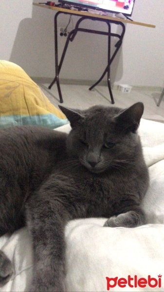 Mavi Rus, Kedi  Duman fotoğrafı