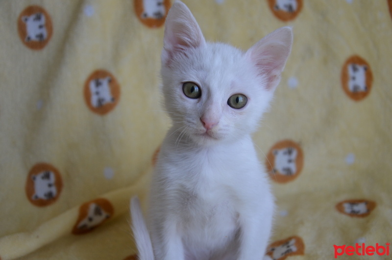Tekir Kedi, Kedi  Sütlaç fotoğrafı