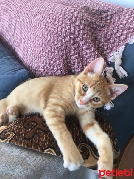 Sarman, Kedi  Tarçın fotoğrafı