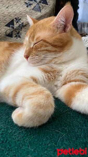 Sarman, Kedi  Karamel fotoğrafı