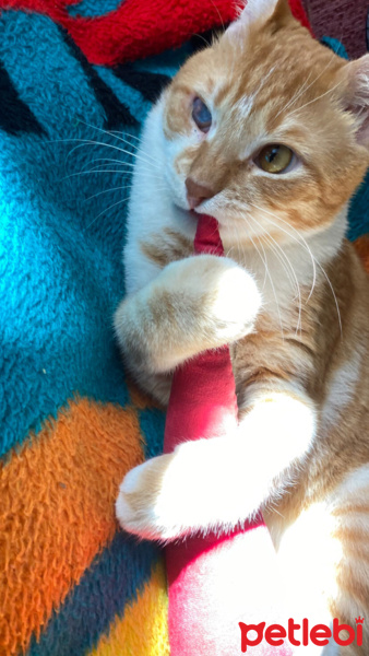Sarman, Kedi  Karamel fotoğrafı