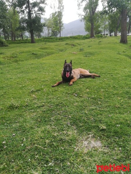 Belçika Malinois, Köpek  Laki fotoğrafı