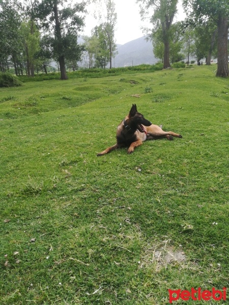 Belçika Malinois, Köpek  Laki fotoğrafı