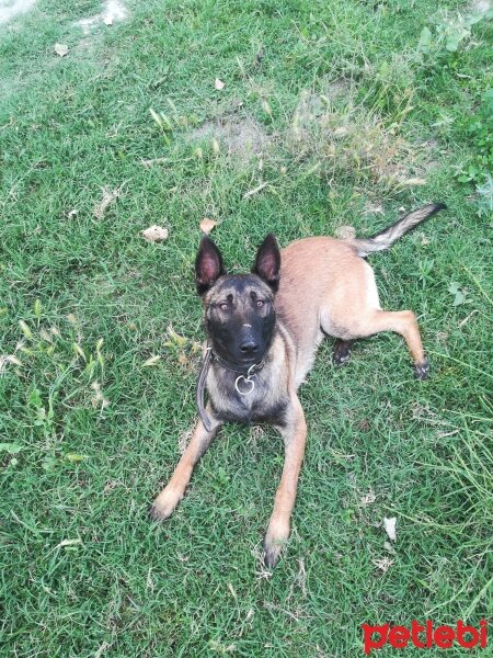 Belçika Malinois, Köpek  Laki fotoğrafı