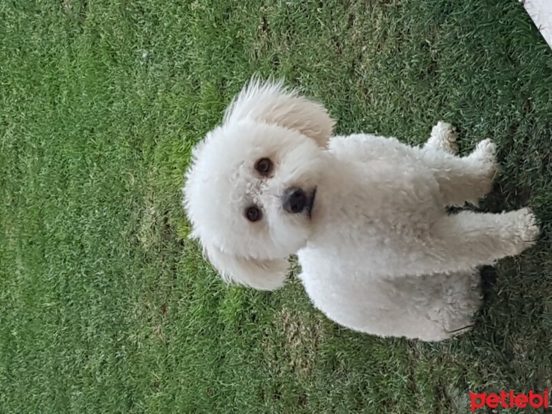 Maltese, Köpek  Hamlet fotoğrafı