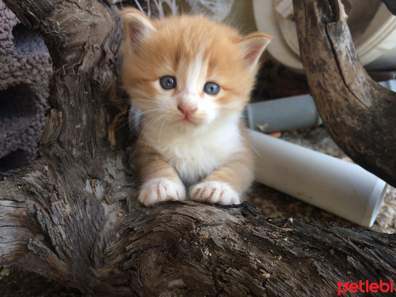 Tekir Kedi, Kedi  Mü fotoğrafı