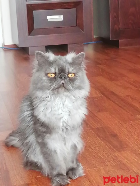 İran Kedisi (Persian), Kedi  Duman fotoğrafı