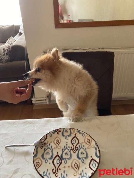 Pomeranyalı, Köpek  Rok fotoğrafı