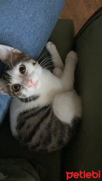 Tekir Kedi, Kedi  TEKO fotoğrafı