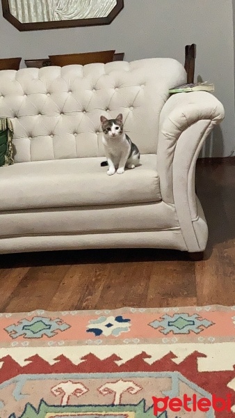 Tekir Kedi, Kedi  TEKO fotoğrafı