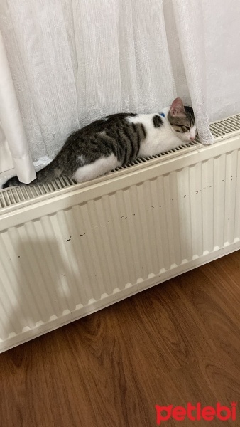 Tekir Kedi, Kedi  TEKO fotoğrafı